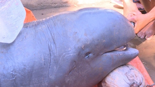 Bến Tre: Bắt con cá nặng 150kg trên sông Cổ Chiên nghi là cá heo