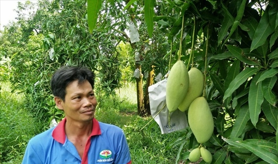 Thúc đẩy sản xuất trái cây sạch xuất khẩu