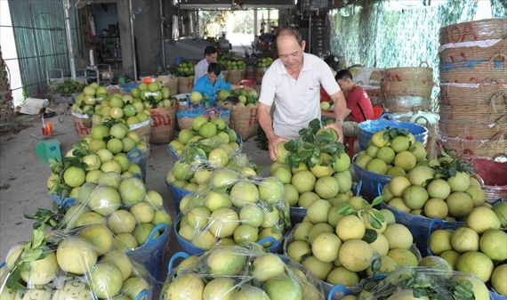 Liên kết, xuất khẩu bền vững trái cây Việt