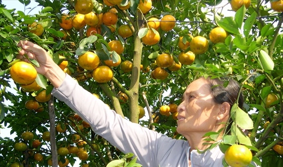 Đồng Tháp: Nâng khả năng chống chịu biến đổi khí hậu cho vùng cây ăn trái