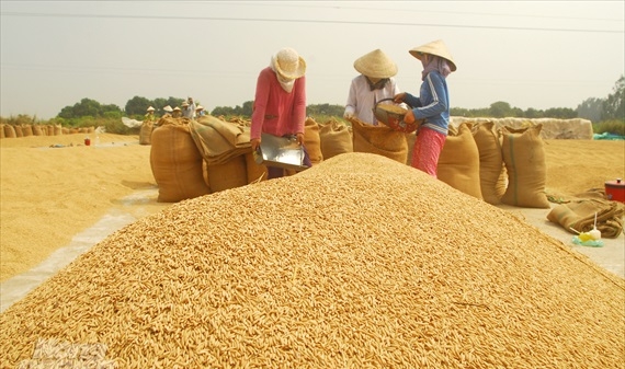 Nâng cao chất lượng tăng hiệu quả sản xuất, tiêu thụ lúa gạo