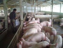 Sức bật của Thạch Hà trong chăn nuôi lợn 
