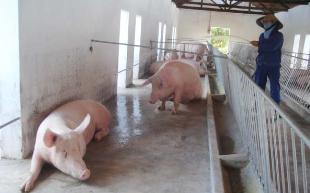 Quảng Bình: Một nông dân đầu tư 1,5 tỷ đồng chăn nuôi lợn