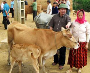 Bắc Hà: Trao trâu bò cho 20 hộ nông dân xã Bản Già