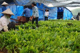 Đổ cả trăm tỷ đồng trồng rừng ở Lai Châu: Cty CP Minh Sơn quá mạo hiểm?