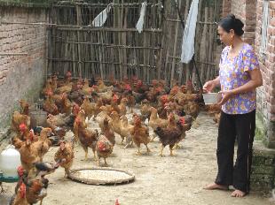 Chăn nuôi gà an toàn sinh học ở Lâm Thao