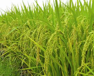 Lúa Thái Bình làm nên mùa vàng