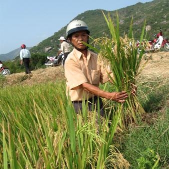 Hương Cốm - giống lúa 'mê hoặc' nông dân Bình Định