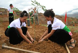 Lai Châu: Ra quân trồng mới 4.000ha cây cao su 