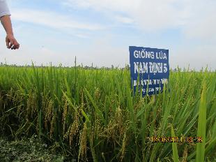 Giống lúa Nam Định 5 - Giữ lại hương Tám cổ truyền