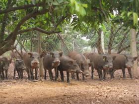 Chăn nuôi lợn rừng: Chuồng trại - Phân nhóm - Sức khỏe