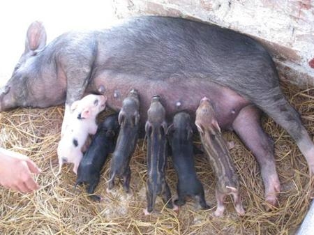 Chăn nuôi lợn rừng ở Việt Nam