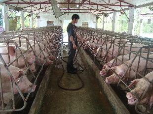 Chăn nuôi lợn - Những giải pháp phát triển