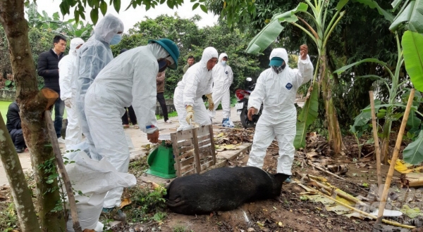 Hưng Yên hỗ trợ hơn 70 tỷ tiêu hủy dịch tả lợn Châu Phi đợt 2