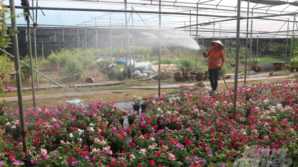 Nguồn nước đảm bảo, người dân vùng chuyên canh hoa, cây cảnh yên tâm sản xuất
