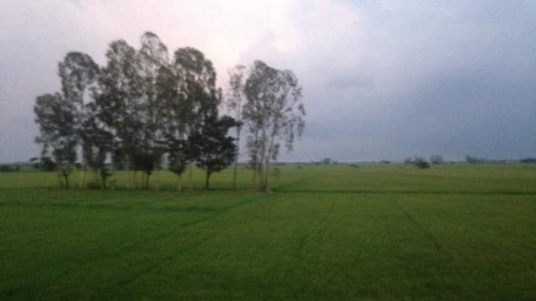 An Giang:  Ngăn chặn và xử lý nghiêm việc sản xuất giống lúa Thiên Đàng