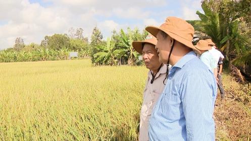 Dùng thảo mộc phun cho lúa giảm 220.000 đồng/công