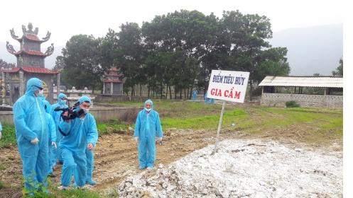 Thanh Hóa:  Công bố hết dịch cúm gia cầm A/H5N6