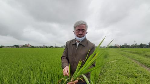 Nghệ An: Trên 2.000 ha lúa nhiễm đạo ôn, nhiều bệnh khác hại cây trồng
