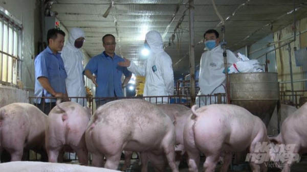 Trại lợn tái đàn thành công nhờ thử nghiệm vacxin tả lợn Châu Phi