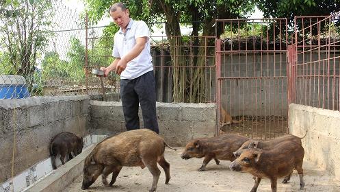 Lợn rừng dễ nuôi, an toàn dịch bệnh, thu lãi cao