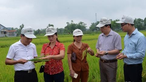 Tuyên Quang: Giống lúa VNR20 cho thu lãi hơn 950.000 đồng/sào