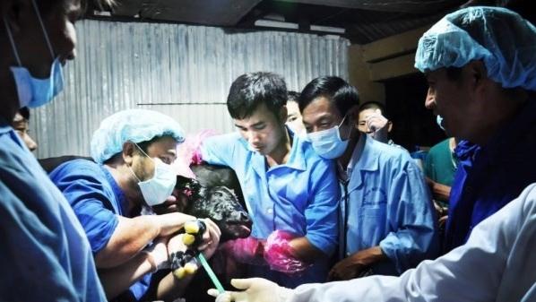 Bước tiến mới trong Ngoại khoa Thú y của Học viện Nông nghiệp Việt Nam
