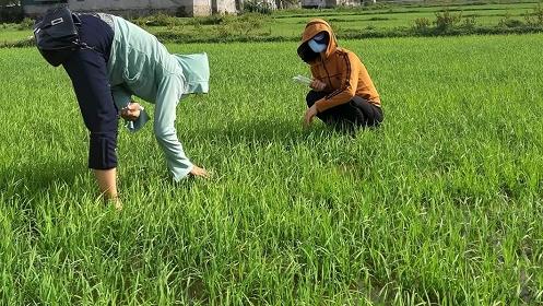 Nghệ An, Hà Tĩnh: Bùng phát rầy nâu, rầy lưng trắng hại lúa