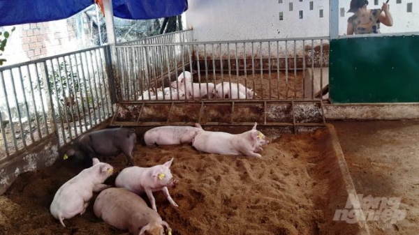 Thừa Thiên- Huế: Tăng đàn lợn theo hướng chăn nuôi an toàn sinh học