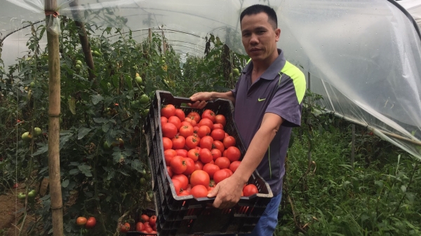 Lào Cai: Trồng cà chua trái vụ trong nhà màng