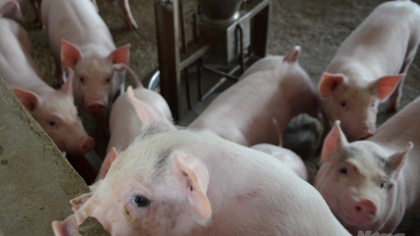 Tuyên Quang: Tổng đàn lợn nái giảm hơn 3.500 con