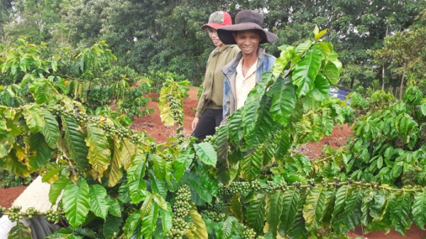 Lan tỏa phong trào tái canh cà phê trong cộng đồng dân tộc Ê Đê