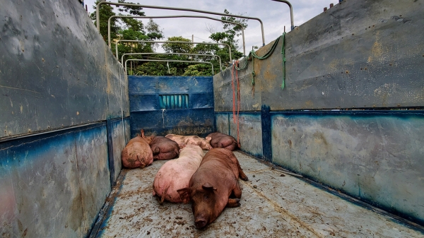 Lào Cai: Phát hiện thu gom lợn từ vùng có dịch tả lợn Châu Phi