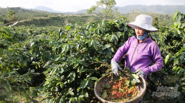 Đánh thức nông sản miền Tây Quảng Trị: (Bài 2) Cà phê Khe Sanh vươn xa