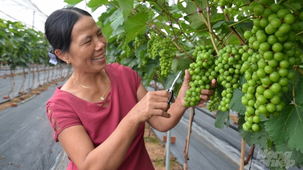 Trồng nho Hạ Đen hiệu quả cao nhưng không dành cho người lười