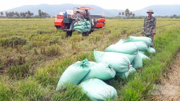 Tranh nhau thu mua lúa Nếp Hương tại ruộng