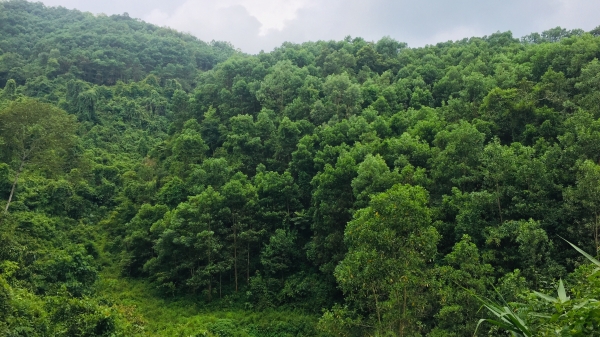 Phủ xanh rừng biên giới Hà Quảng