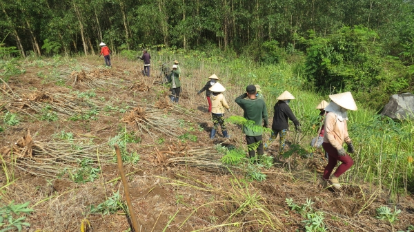 Phú Yên: Dịch bệnh dai dẳng trên cây sắn