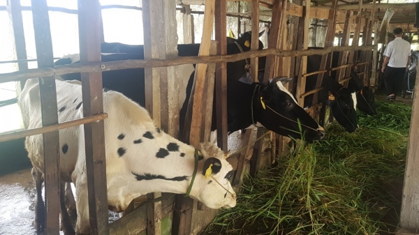 Sóc Trăng: Nhiều lợi thế phát triển đàn bò