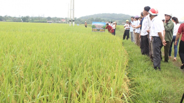 Lúa Việt lai 20 bội thu trên cánh đồng bỏ hoang