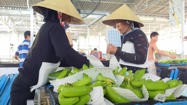 Quảng Ngãi xuất khẩu chuối sang Hàn Quốc, Trung Quốc