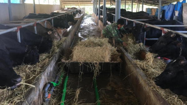 Thanh niên nông thôn khởi nghiệp:(Bài 4) Cất bằng kỹ sư để nuôi lợn, chăn bò