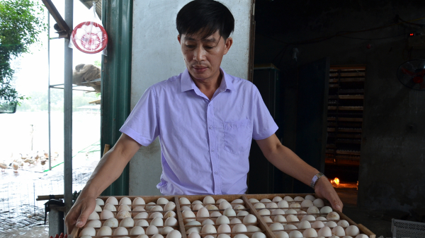 Chuỗi sản xuất trứng vịt 12 triệu quả/năm tìm cách vượt khó do Covid