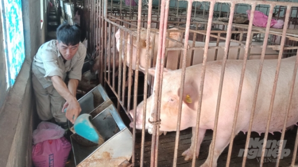 Chăn nuôi lợn theo chuỗi giảm rủi ro, thuận đầu ra