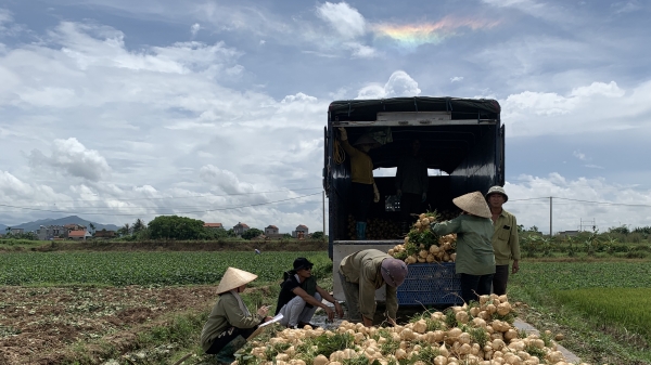 Quảng Ninh: Cây củ đậu mở lối thoát nghèo
