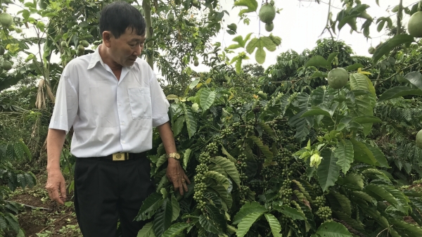 VnSAT hoàn thiện chuỗi giá trị cho cà phê Việt