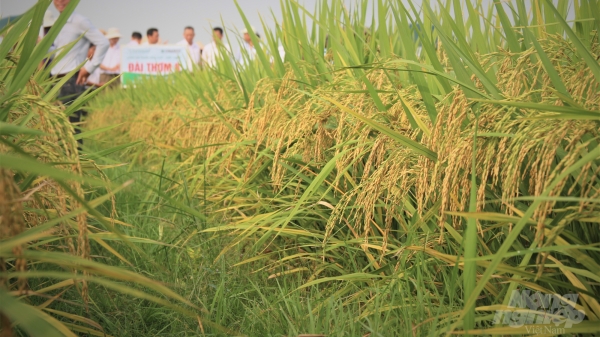 Đài Thơm 8 lấn át các giống lúa thuần ở Nam Định