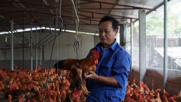 Chăn nuôi VietGAHP tạo giá trị bền vững