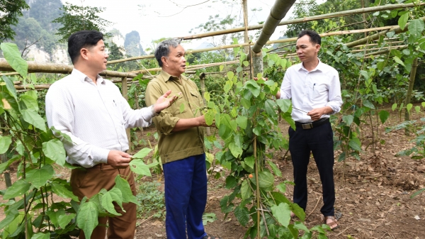 Tuyên Quang: Trồng rau rừng không đủ bán