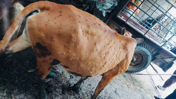 Cao Bằng: Dịch bệnh viêm da nổi cục trên trâu, bò gia tăng